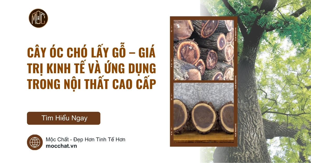 Cây óc chó lấy gỗ - Giá trị kinh tế và ứng dụng trong nội thất